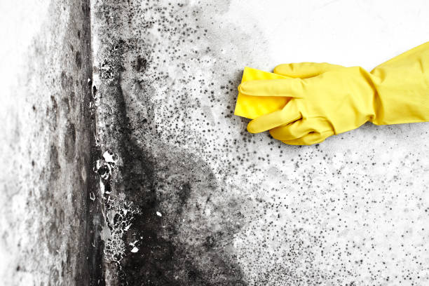 Best Black Mold Remediation in Humansville, MO