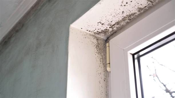 Best Attic Mold Remediation in Humansville, MO