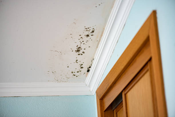 Reliable Humansville, MO Mold Remediation Solutions