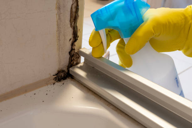 Best Emergency Mold Remediation in Humansville, MO