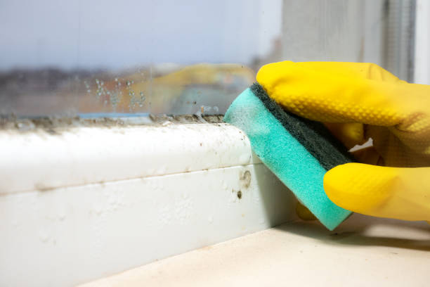 Best White Mold Remediation in Humansville, MO