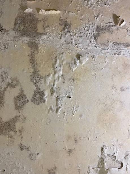 Best Commercial Mold Remediation in Humansville, MO